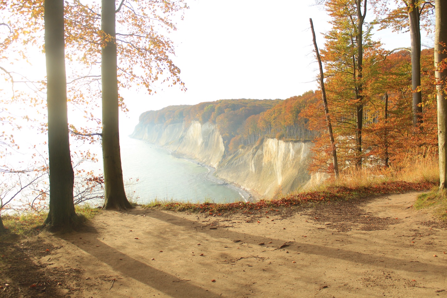 Blick vom Hochuferweg auf weiße Kreidefelsen und Buchenwald im Herbstlaub an der Ostseeküste im Nationalpark Jasmund